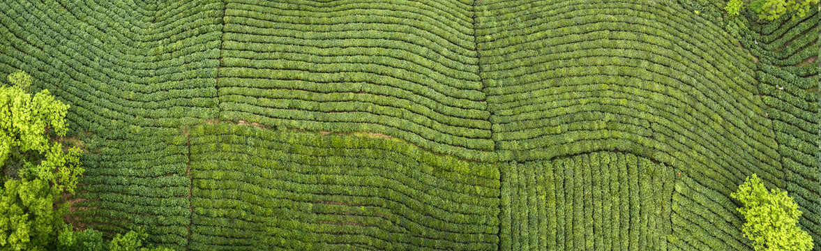 俯瞰茶田茶园宽幅全景图