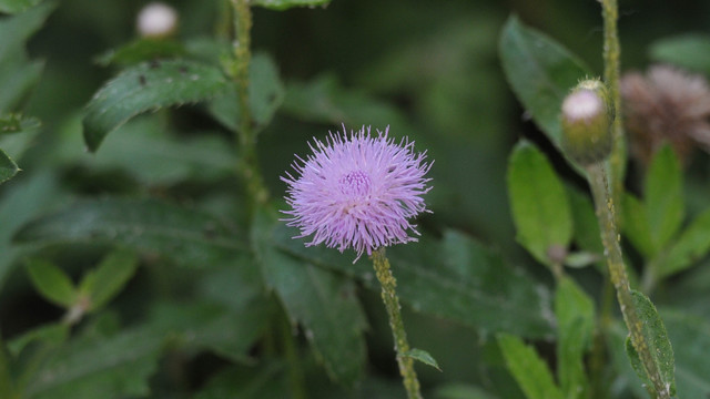 刺儿菜