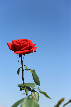 一枝红玫瑰