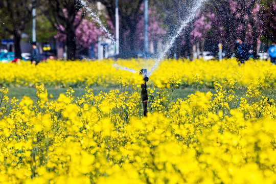 公园里的油菜花