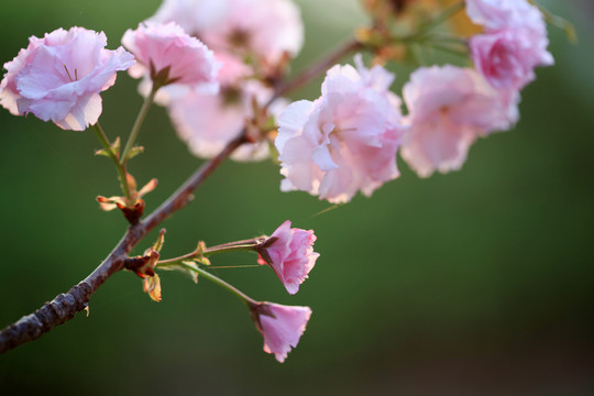 樱花盛开