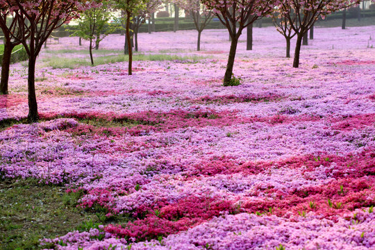 芝樱花