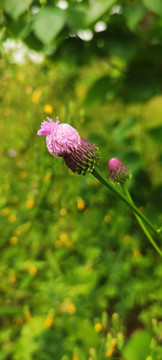 小野花