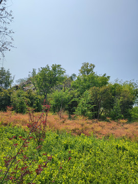 山林景观