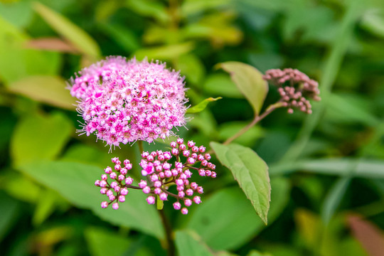 粉花绣线菊