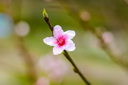 桃花