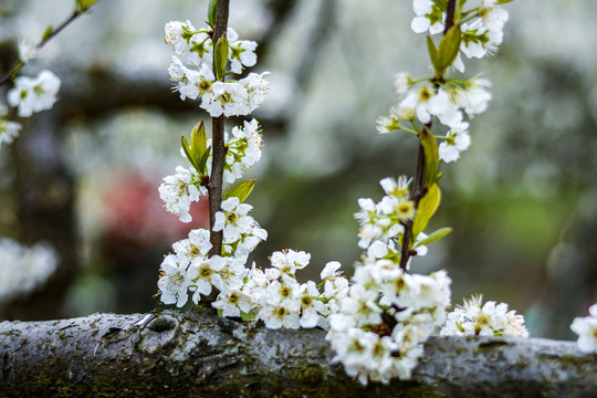 李子花