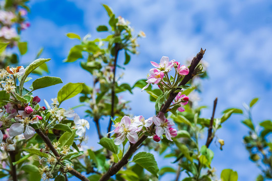 苹果花