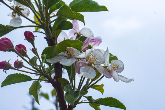 苹果花