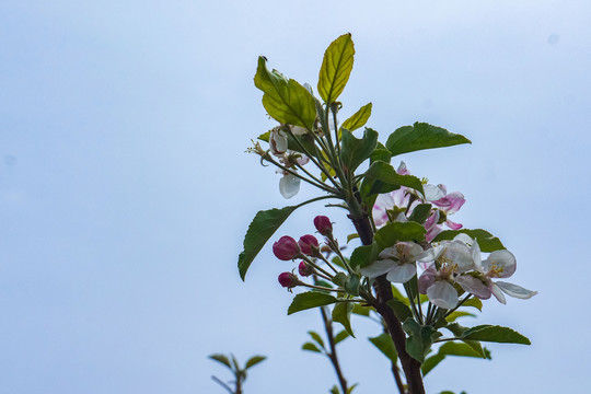 苹果花