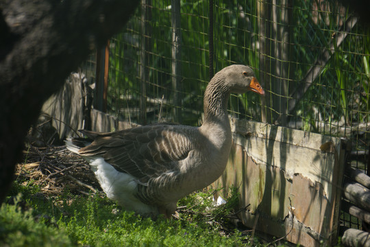 散养大鹅