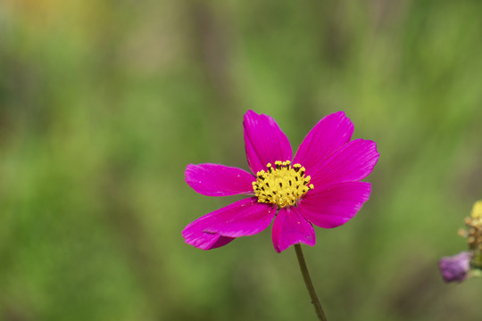 大波斯菊