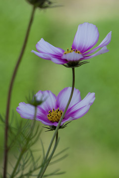 大波斯菊