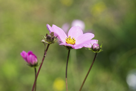 大波斯菊