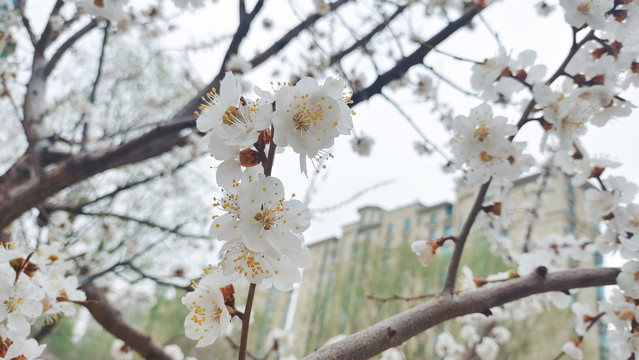 樱桃花