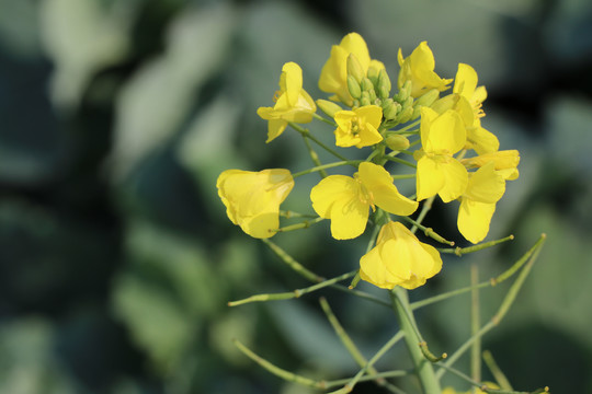 油菜花