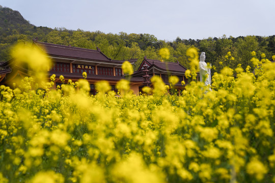 花开见佛