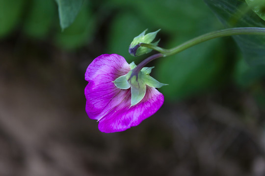 豌豆花