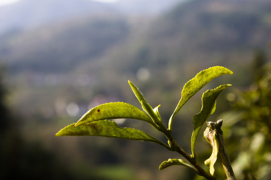 春茶茶尖