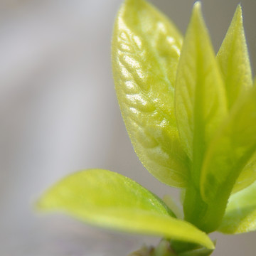 树枝嫩芽