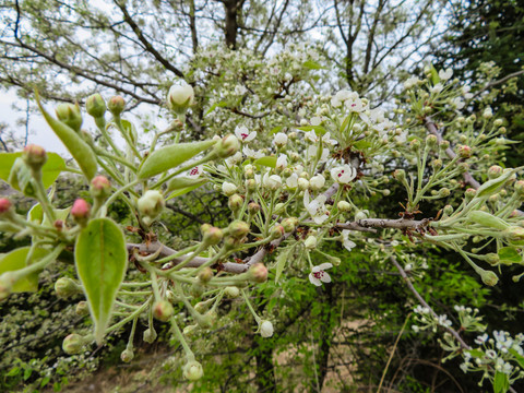 野生植物