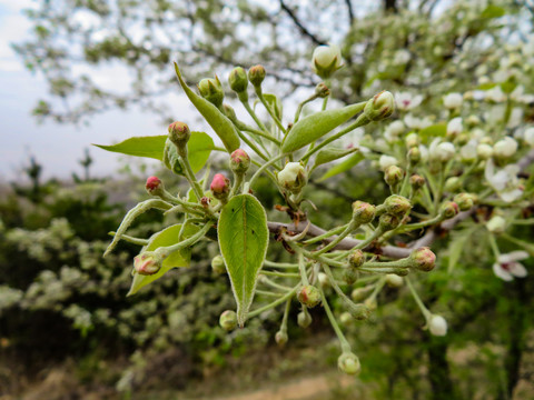 野生植物