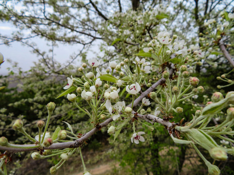 野生植物