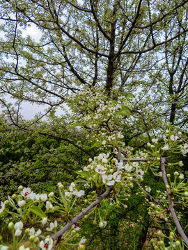 野生植物