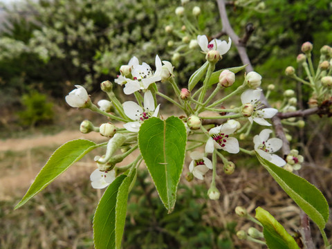 野生植物