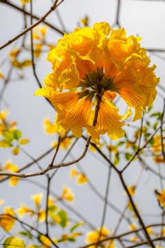 黄花风铃特写