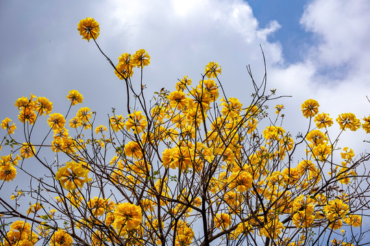 黄花风铃