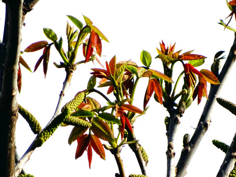 核桃树芽