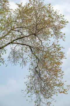 天空树枝