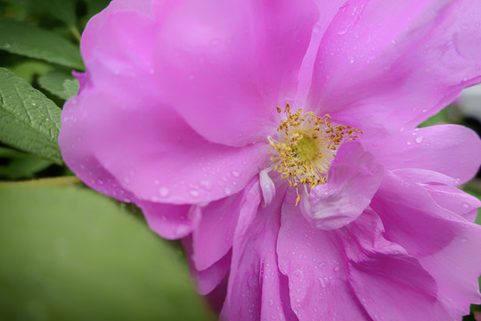 月季花特写