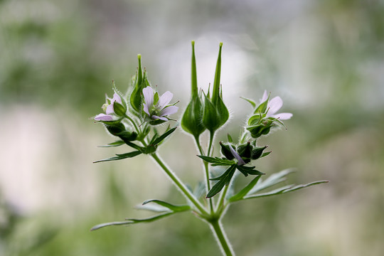 老鹳草