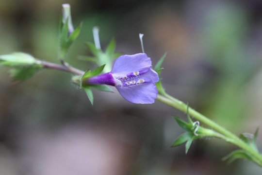 通泉草