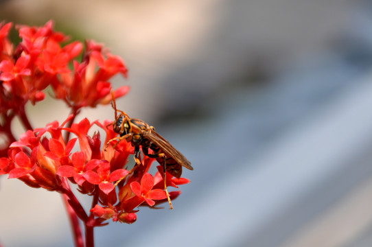 花