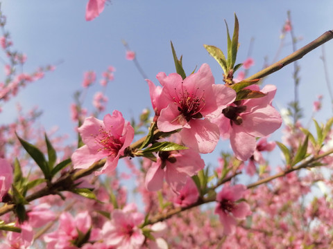 桃花枝