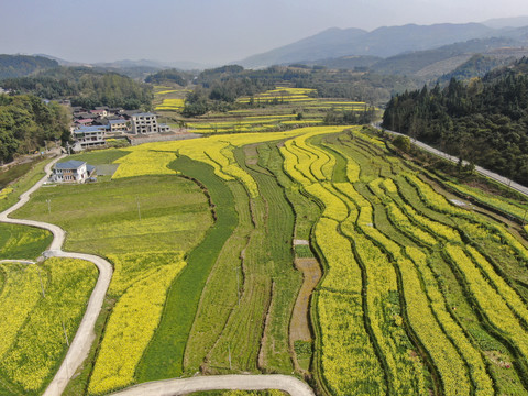 油菜花航拍