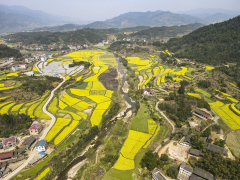 金黄油菜花