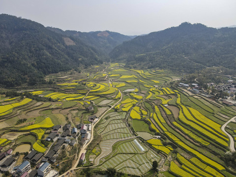 金黄油菜花