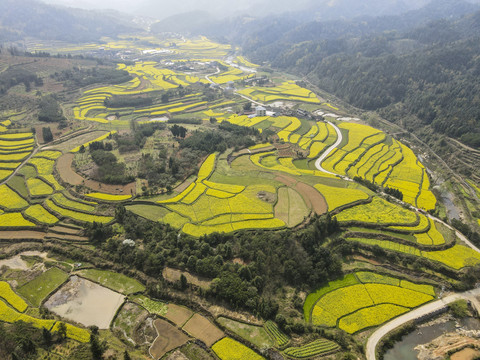 金黄油菜花