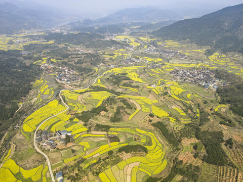 金黄油菜花