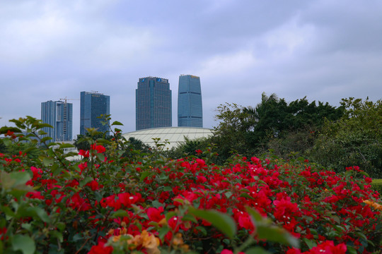 花开白云新城