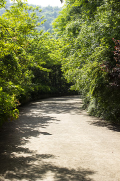 林间大道