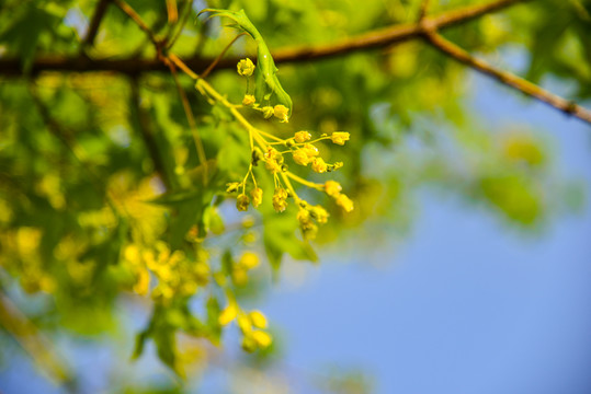 枫叶花