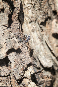 斑衣蜡蝉幼虫在树干