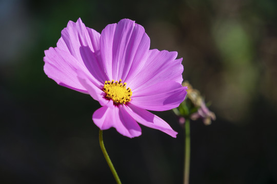 大波斯菊