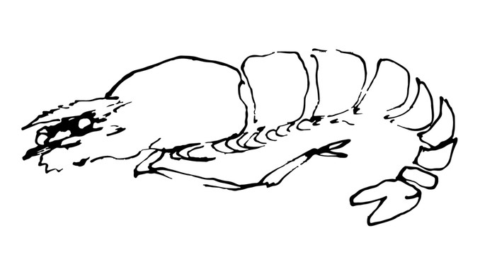 手繪蝦插畫(huà)矢量圖