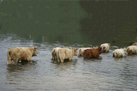 过河的牛